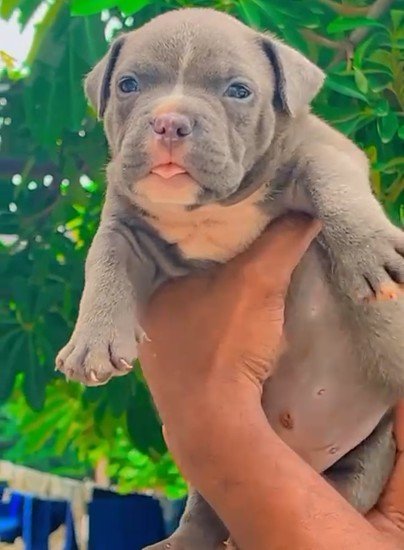 Purchase Friendly Pitbull Puppy from Mumbai